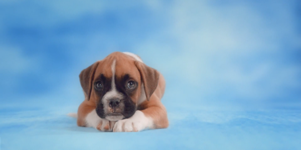 pedigree-puppy
