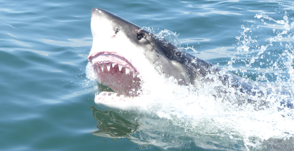 Sharks are friends, not food! Sea Shepherd's 'Bleeding Ocean' campaign