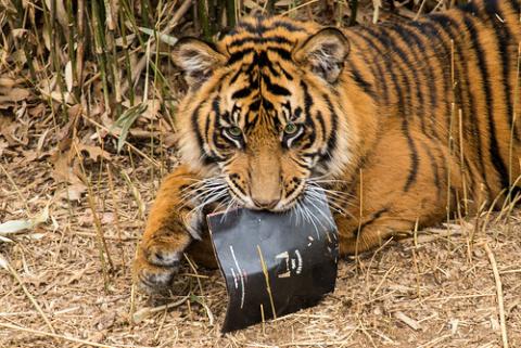 Tiger holding copy of Endangered Song